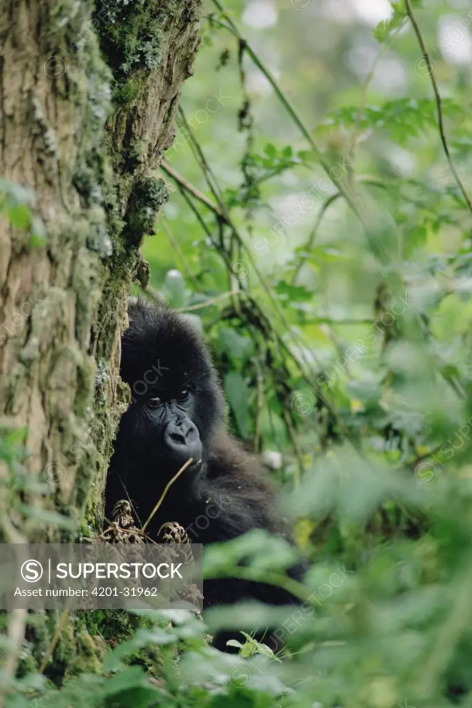 Mountain Gorilla (Gorilla gorilla beringei) adolescent leaning against tree, Virunga Mountains, Rwanda