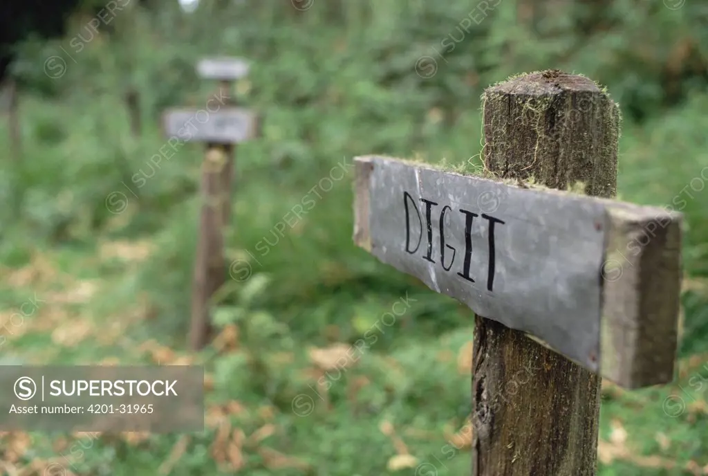 Digit's grave marker in Hagenia forest behind Karisoke Research Center, Parc National Des Volcans, Rwanda
