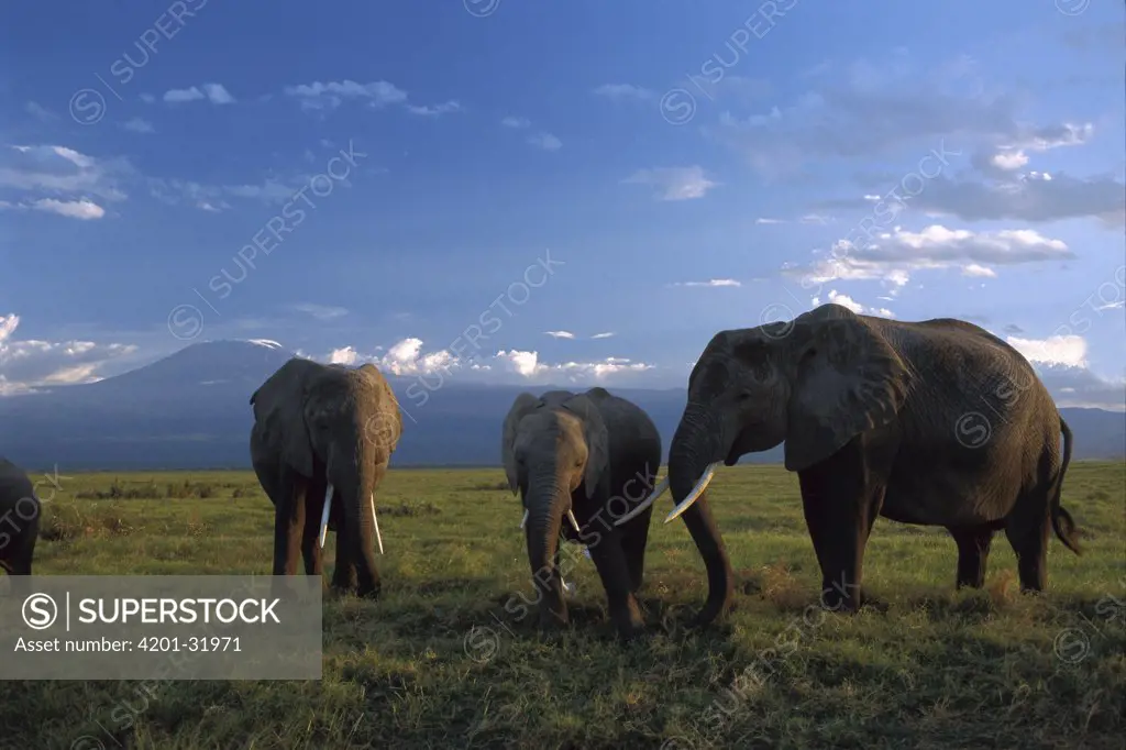 African Elephant (Loxodonta africana) juveniles with adult, Amboseli National Park, Kenya