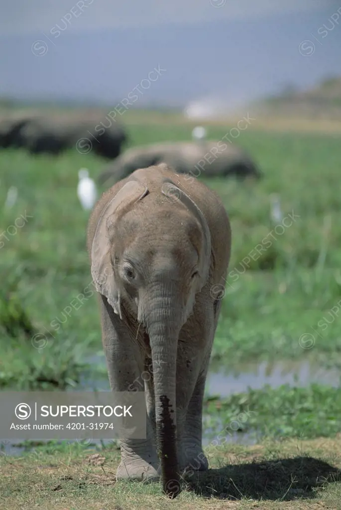 African Elephant (Loxodonta africana) portrait of baby near swamp, Amboseli National Park, Kenya