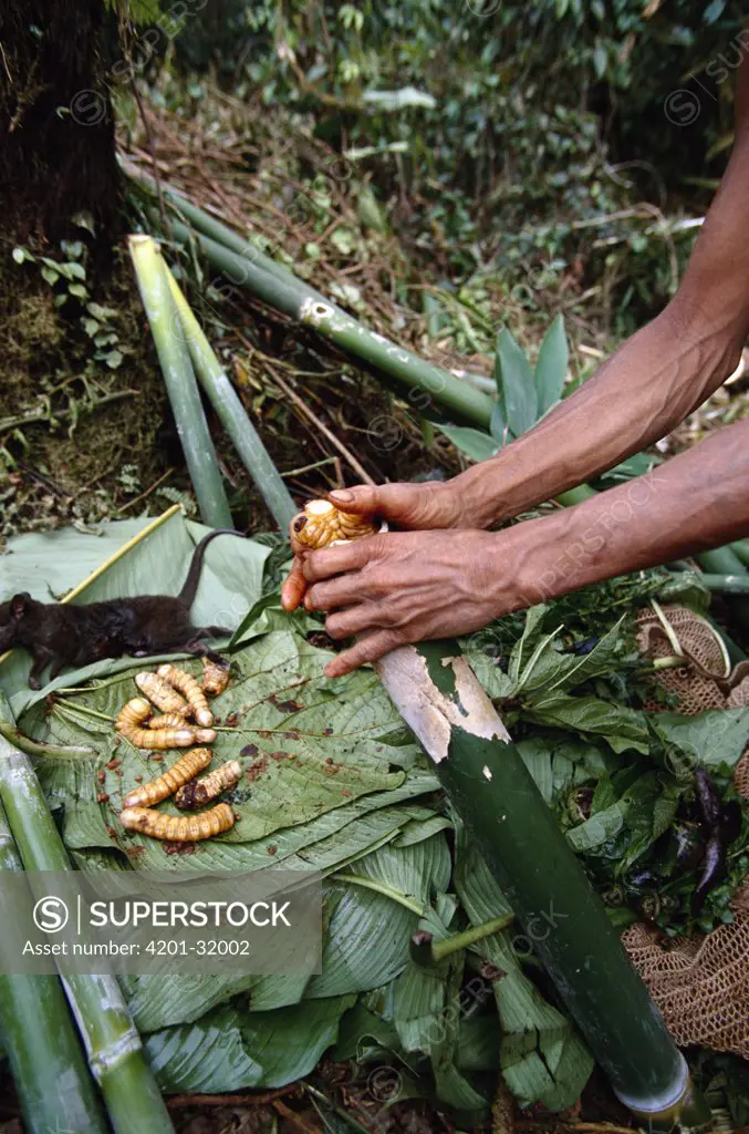 Sago Palm Beetle larvae being prepared for cooking, Kasua Bush Camp, southeastern slope of Mt Bosavi, Papua New Guinea