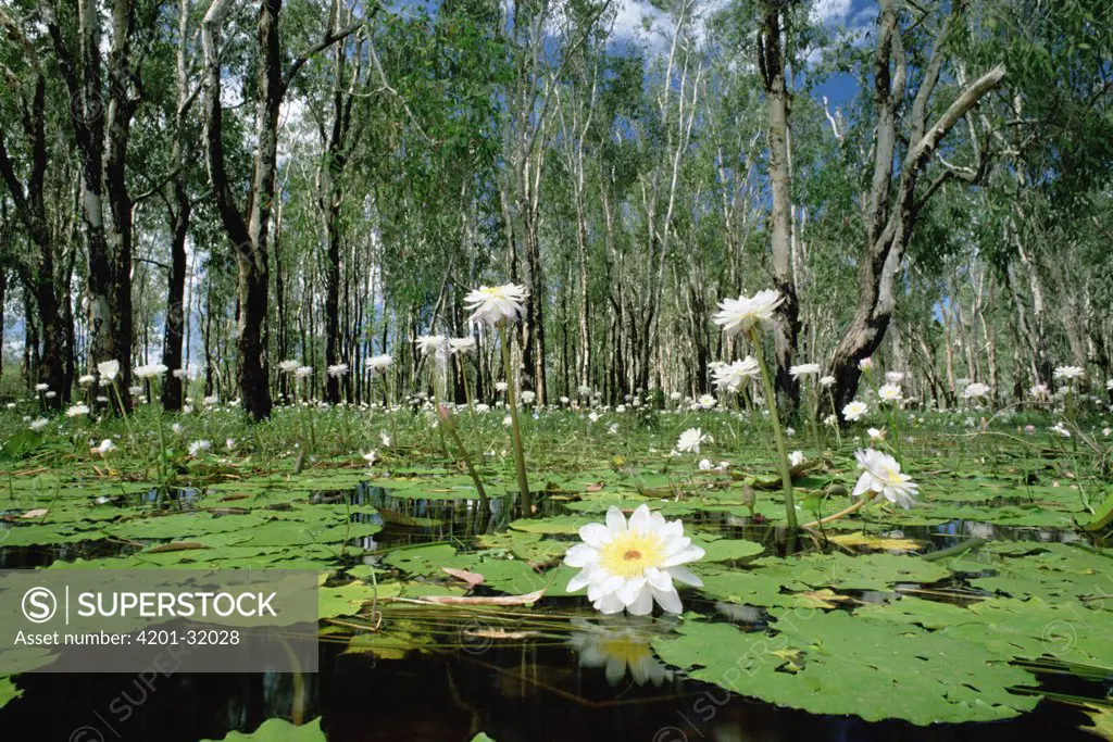 Sacred Lotus (Nelumbo nucifera) in bloom on billabong during wet season, Kakadu National Park, Northern Territory, Australia