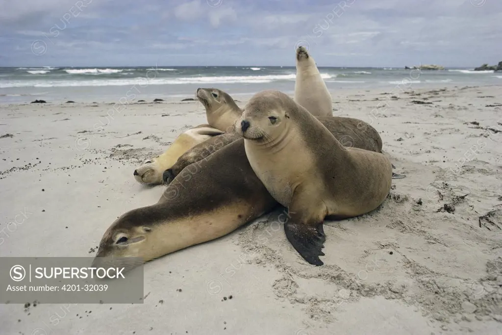 Australian Sea Lion (Neophoca cinerea) group resting on beach, Kangaroo Island, Australia