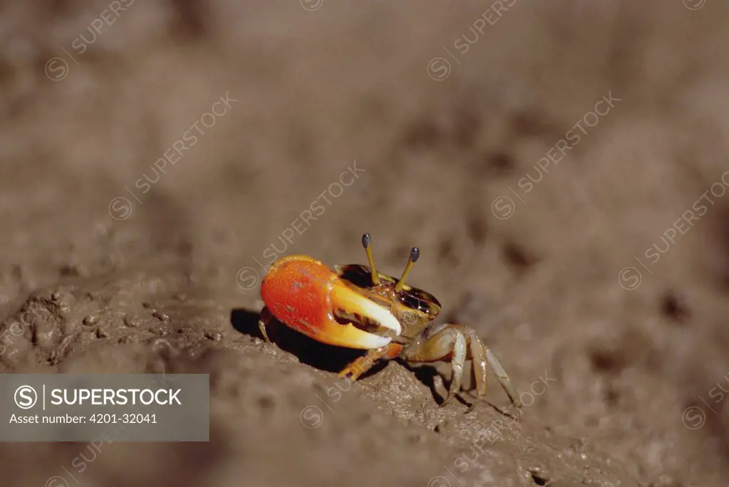 Capricorn Fiddler Crab (Uca capricornis), northeastern Queensland, Australia