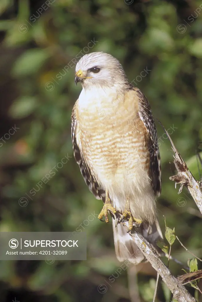 Red-shouldered Hawk (Buteo lineatus) portrait, southern Florida