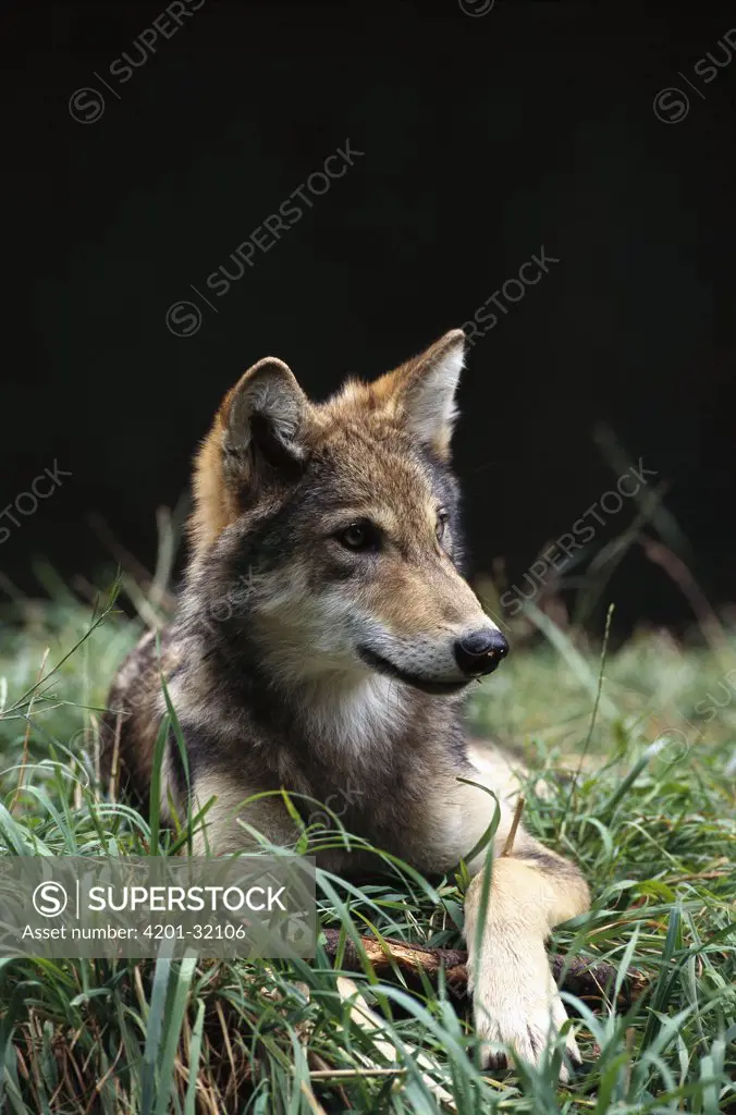 Timber Wolf (Canis lupus) portrait of four month old pup, Oregon Zoo, Portland, Oregon