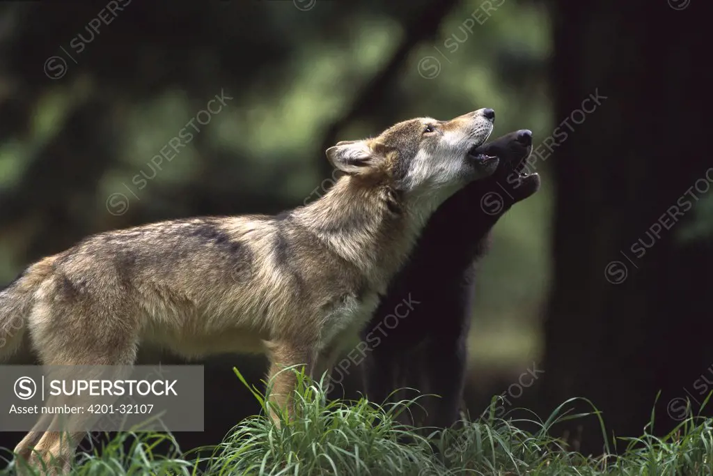 Timber Wolf (Canis lupus) pups, 4-month old, howling, Oregon Zoo, Portland, Oregon