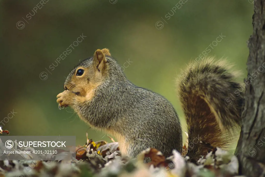 Eastern Fox Squirrel (Sciurus niger) side view portrait, North America
