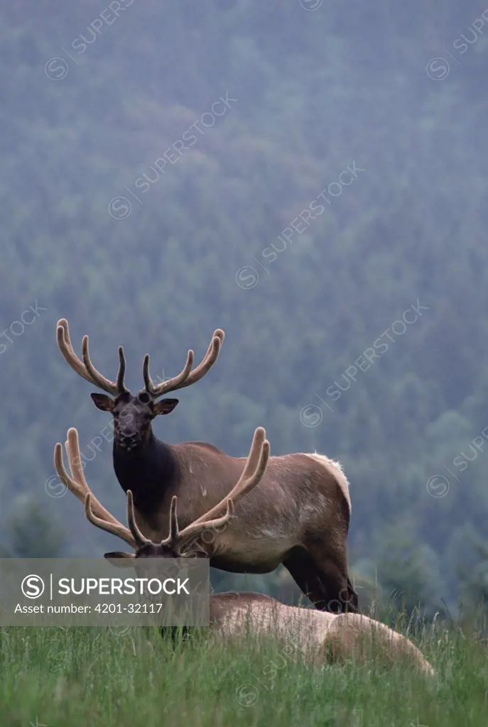 Elk (Cervus elaphus) pair, one resting in grass with the other standing behind, North America