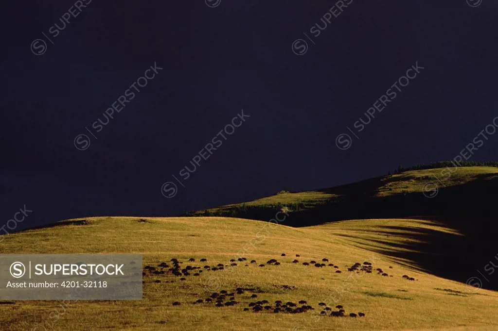 American Bison (Bison bison) herd on grazing land, North America