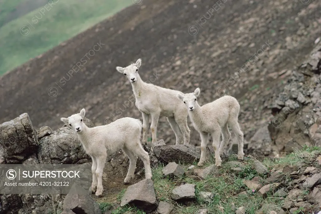 Dall's Sheep (Ovis dalli) alert trio on rocks, North America