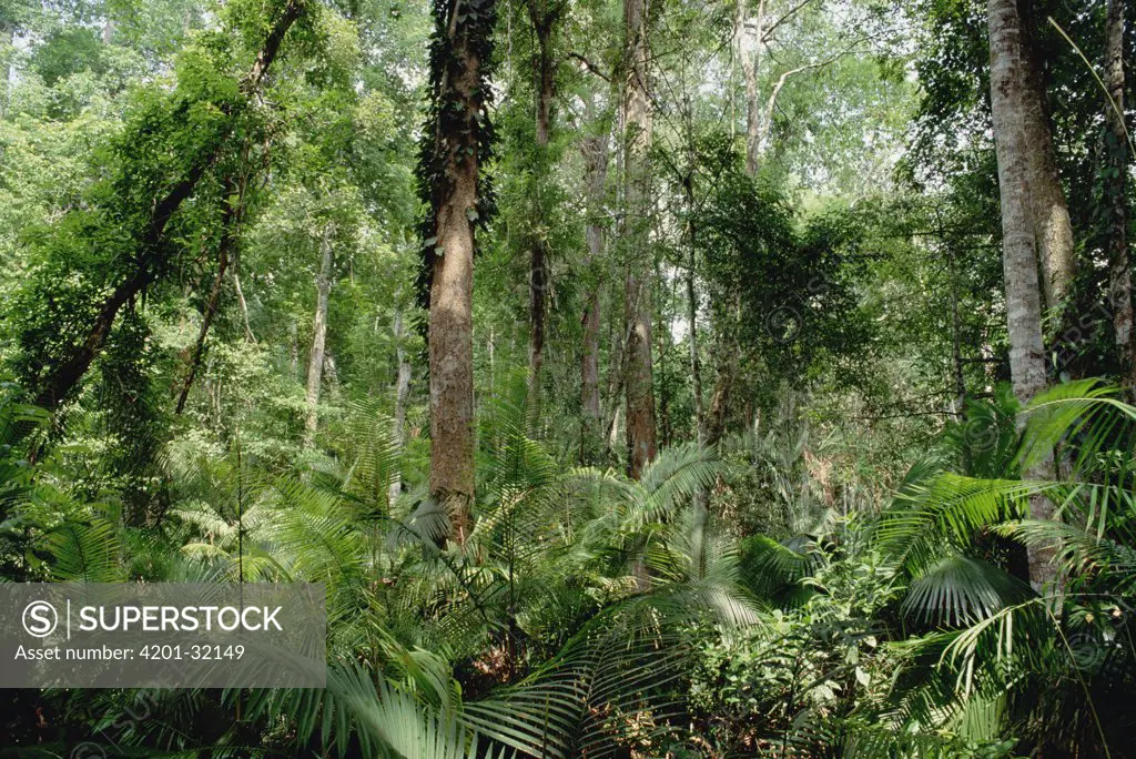 Low montane tropical rainforest, Khao Yai National Park, Thailand
