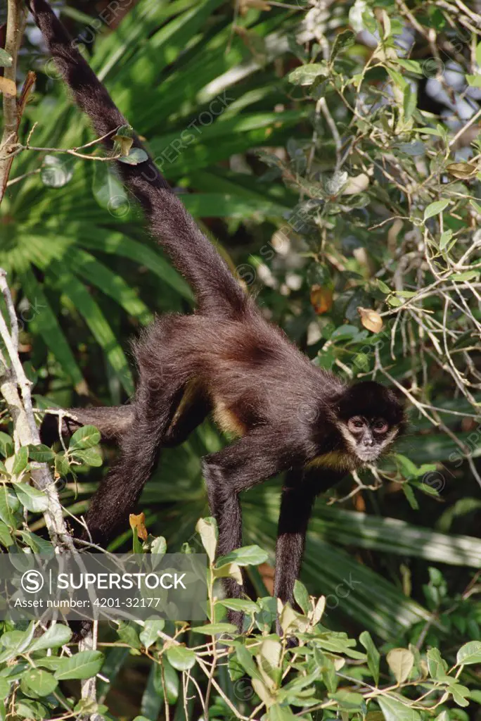 Black-handed Spider Monkey (Ateles geoffroyi), Belize