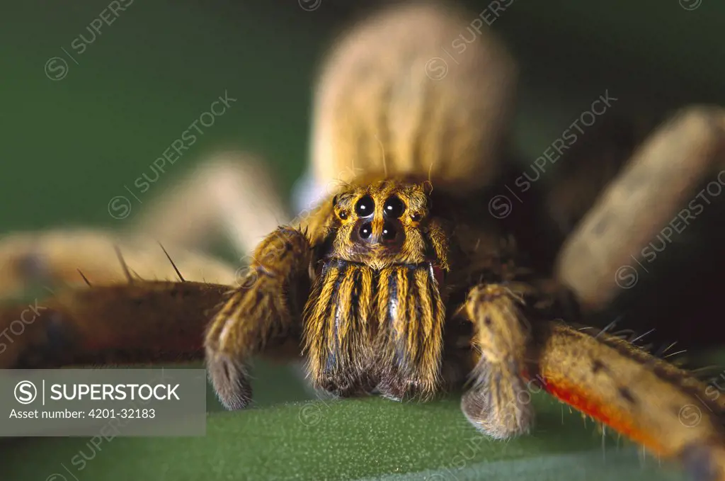 Huntsman Spider (Cpiennius corcineus), Central America