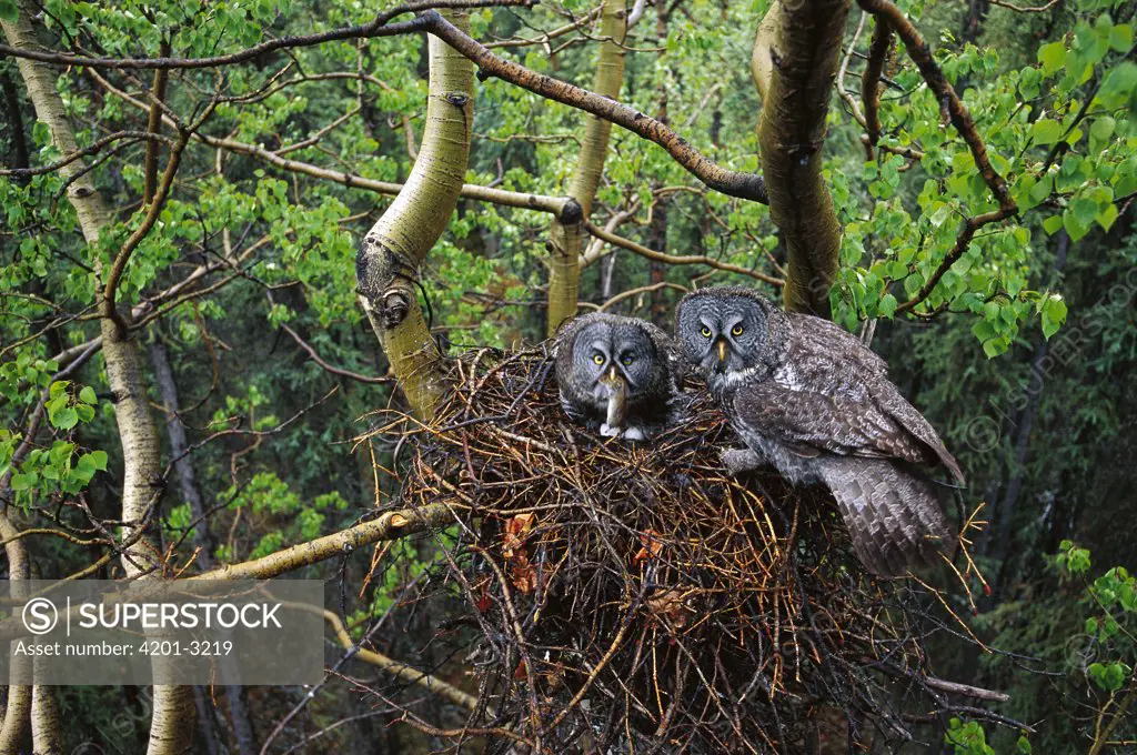 Great Gray Owl (Strix nebulosa) pair nesting, North America