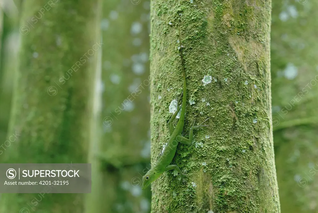 Anolis Lizard (Anolis sp) portrait on tree, Puerto Rico
