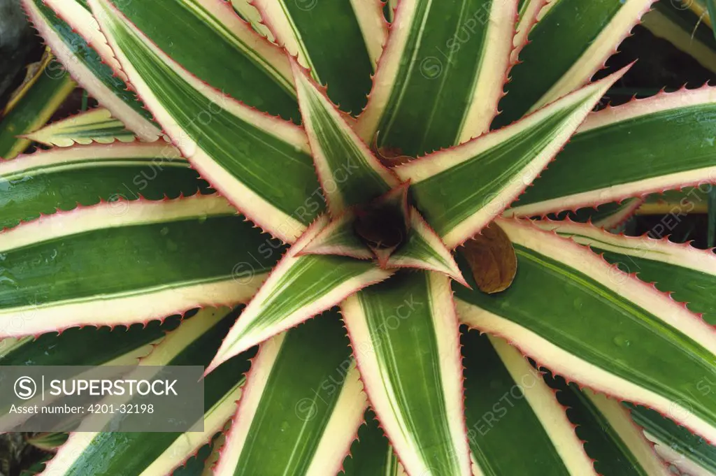 Red Pineapple Bromeliad (Ananas comosus variegatus) top view, Trinidad, Caribbean