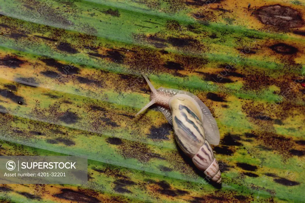 Snail on leaf, Los Cedros River Valley, Ecuador