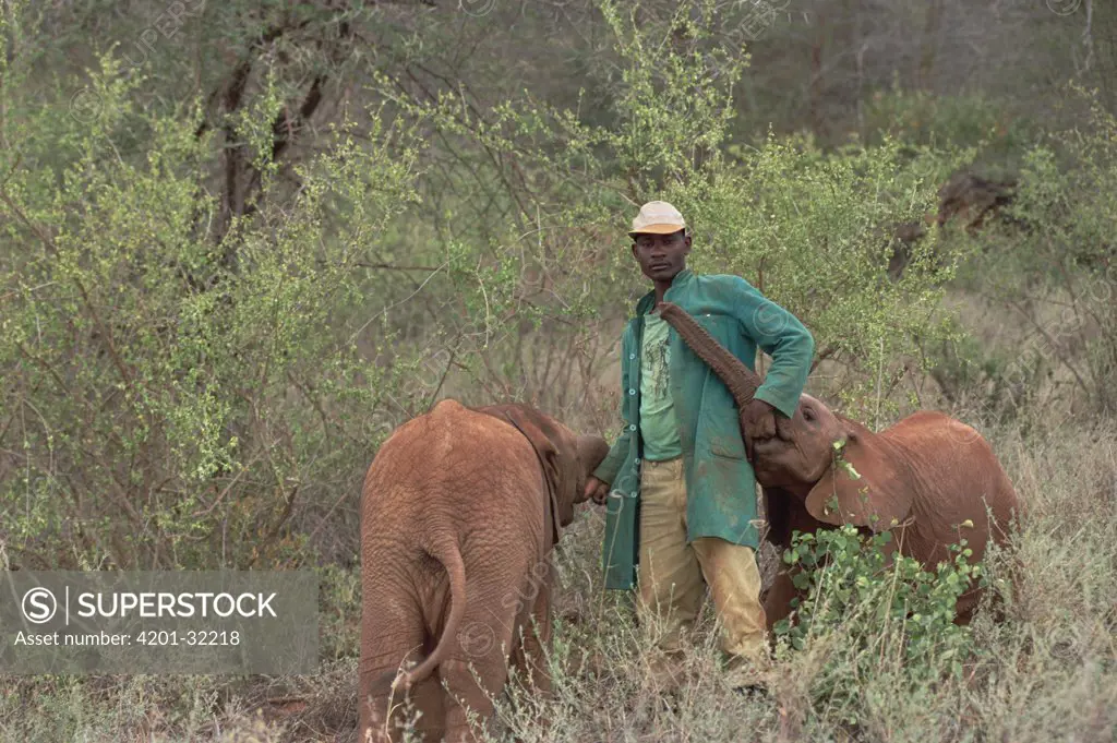 African Elephant (Loxodonta africana) keeper Mishak comforts orphans after their journey to David Sheldrick Wildlife Trust, Tsavo East National Park, Kenya