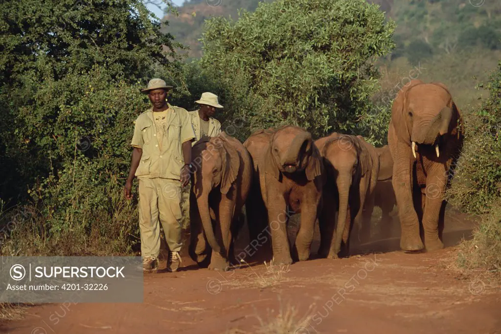 African Elephant (Loxodonta africana) keeper Mishak Nzimbi leads eight orphans with older orphan along into the bush, David Sheldrick Wildlife Trust, Tsavo East National Park, Kenya