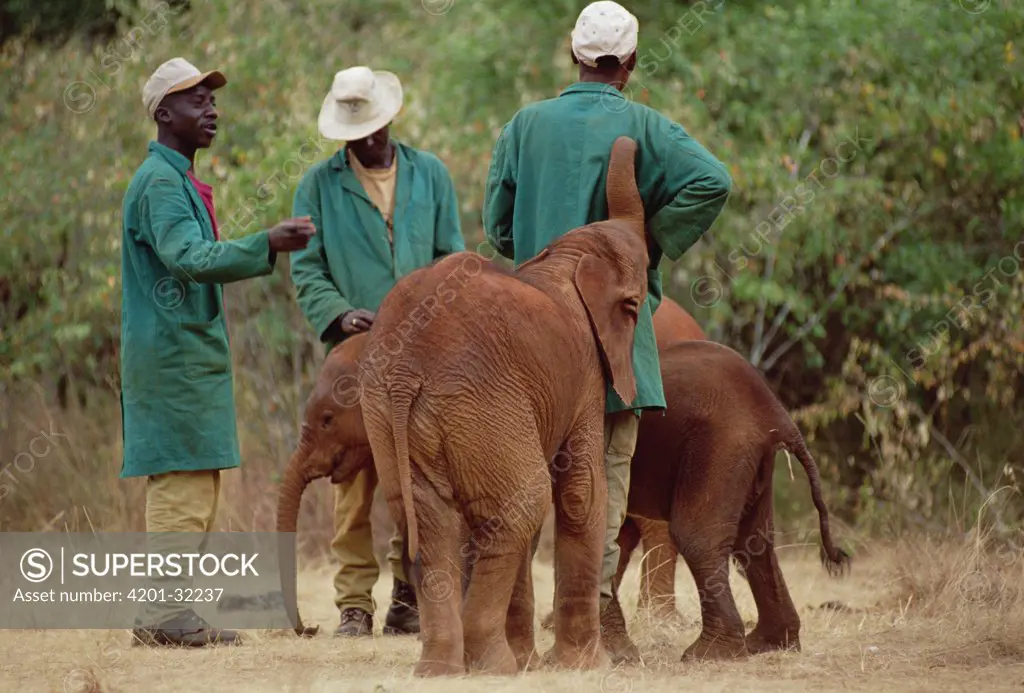 African Elephant (Loxodonta africana) orphans, new arrivals, mingle with keepers, David Sheldrick Wildlife Trust, Tsavo East National Park, Kenya