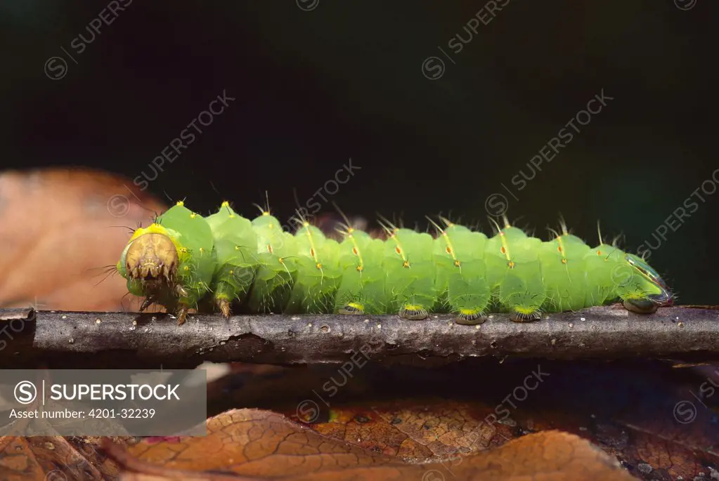 Polyphemus Moth (Antheraea polyphemus) caterpillar, western North America