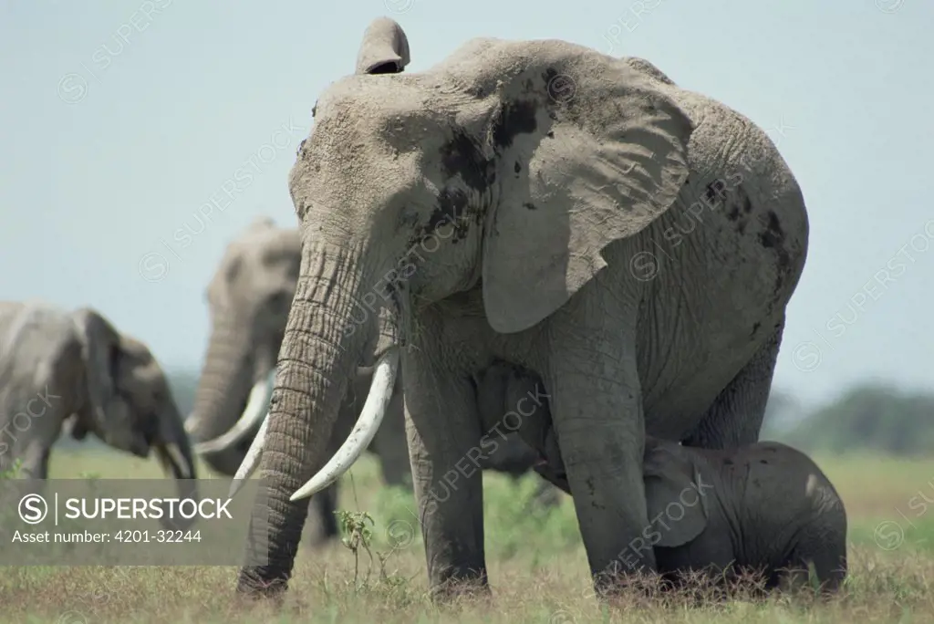 African Elephant (Loxodonta africana) mother nursing baby, Amboseli National Park, Kenya