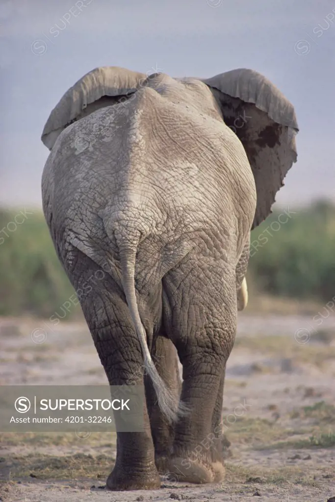 African Elephant (Loxodonta africana) walking, rear view, Amboseli National Park, Kenya