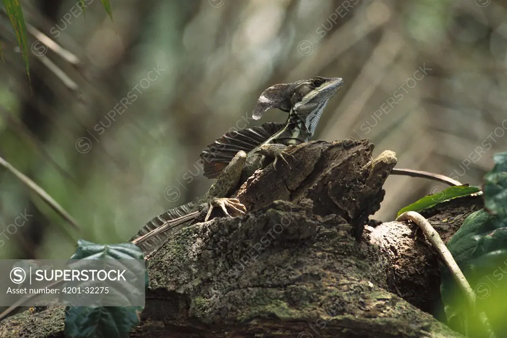 Green Basilisk (Basiliscus plumifrons), Manuel Antonio National Park, Costa Rica