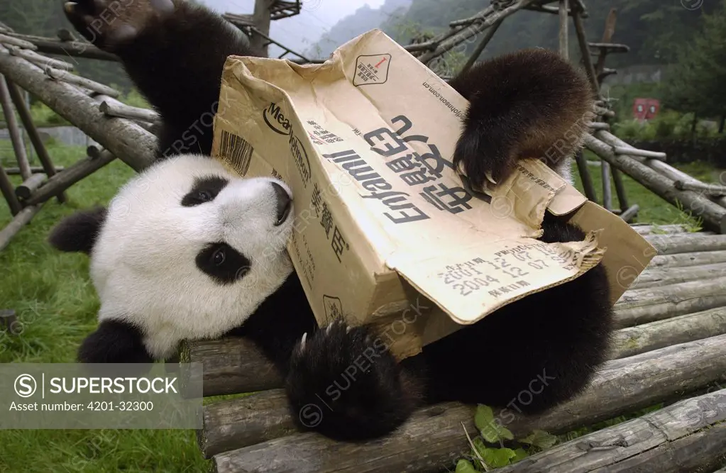 Giant Panda (Ailuropoda melanoleuca) playing with cardboard box, Wolong Nature Reserve, China