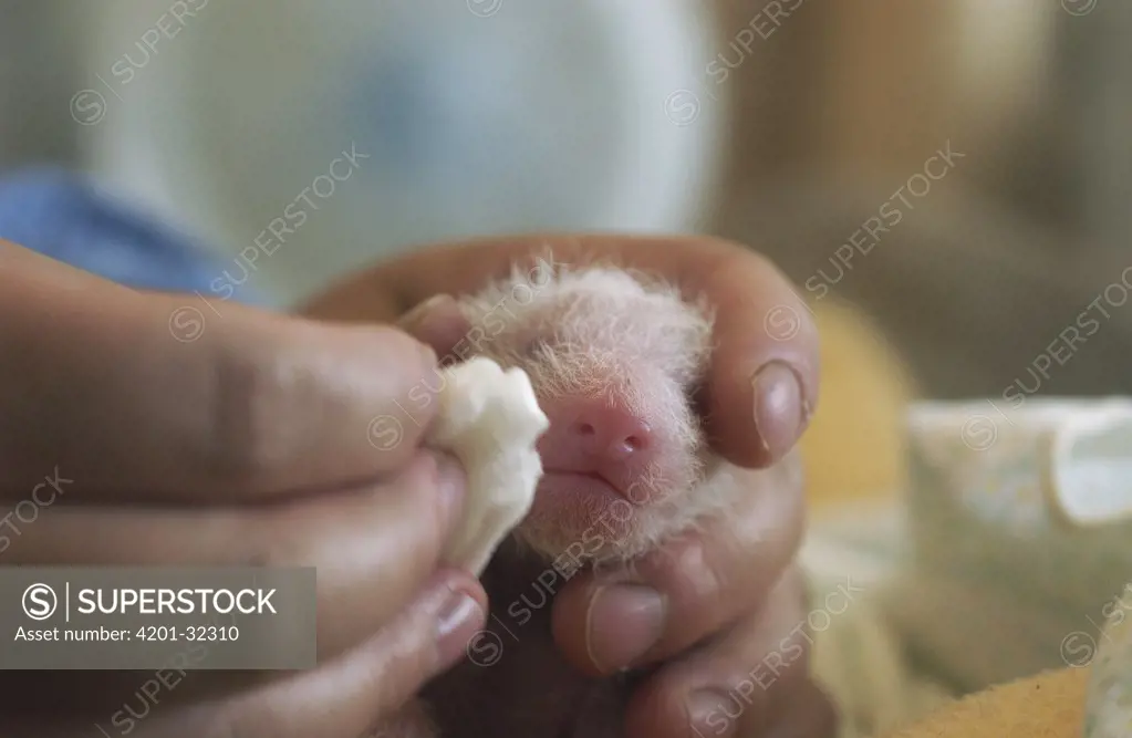 Giant Panda (Ailuropoda melanoleuca) infant being cleaned at the China Conservation and Research Center for the Giant Panda, Wolong Nature Reserve, China