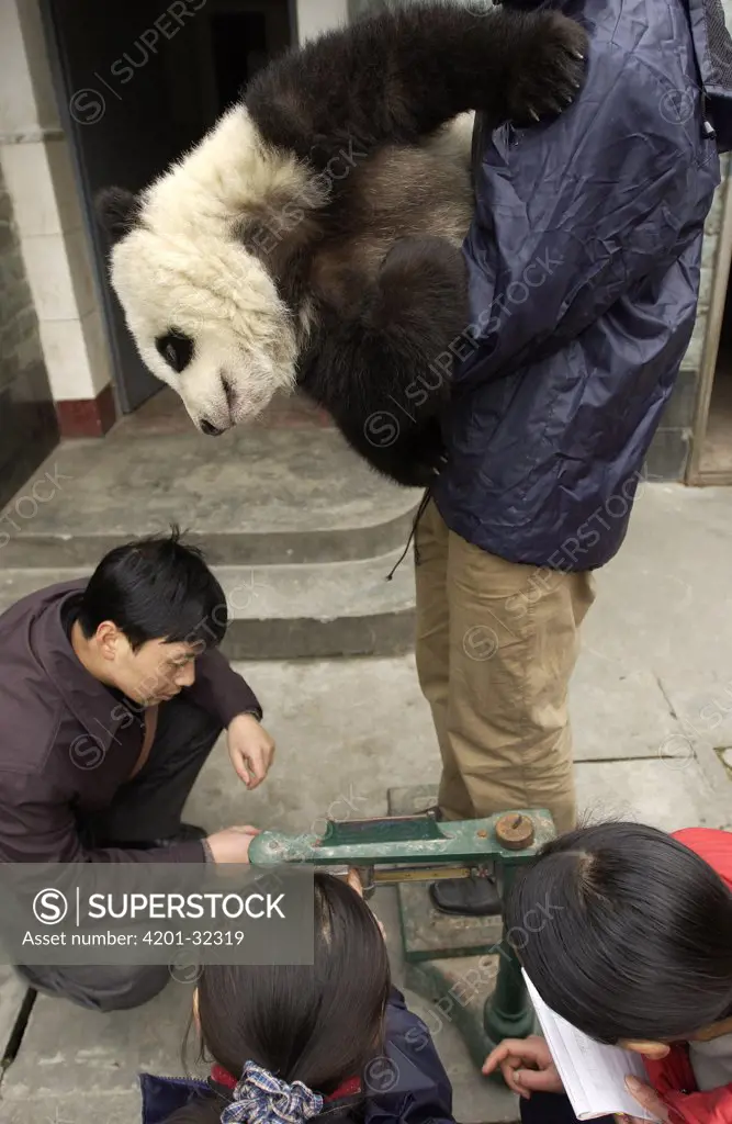 Giant Panda (Ailuropoda melanoleuca) baby preparing to be weighed by researchers at the China Conservation and Research Center for the Giant Panda, Wolong Nature Reserve, China