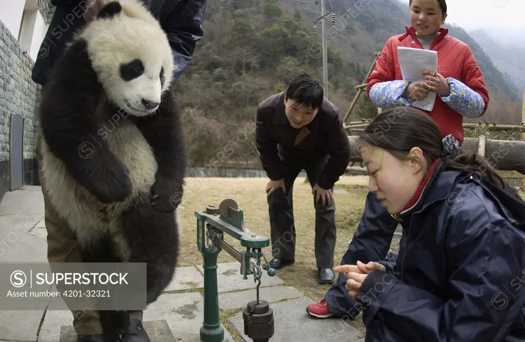 Giant Panda (Ailuropoda melanoleuca) baby being weighed by researchers at the China Conservation and Research Center for the Giant Panda, Wolong Nature Reserve, China