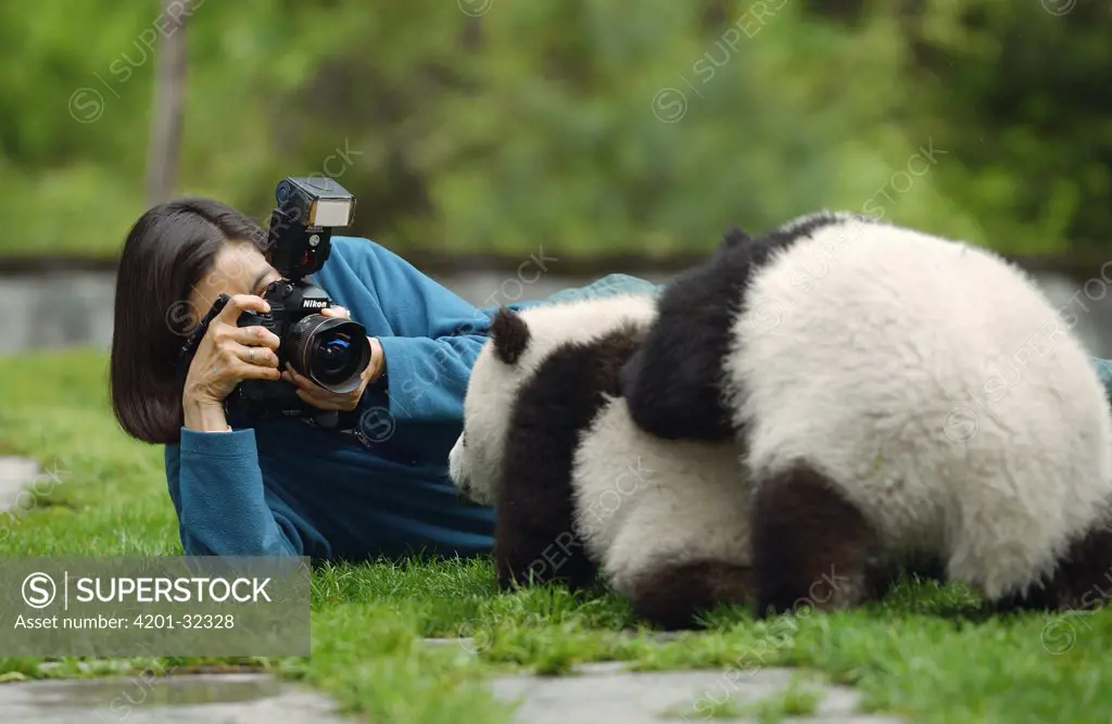 Giant Panda (Ailuropoda melanoleuca) being photographed at the China Conservation and Research Center for the Giant Panda, Wolong Nature Reserve, China