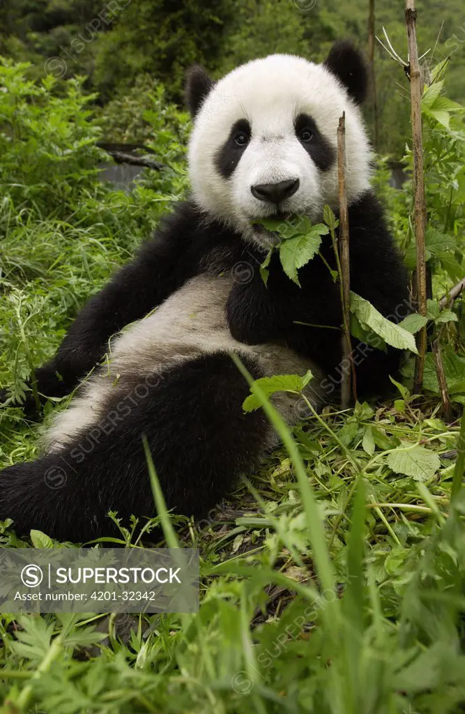 Giant Panda (Ailuropoda melanoleuca) cub resting on ground eating vegetation at the China Conservation and Research Center for the Giant Panda, Wolong Nature Reserve, China