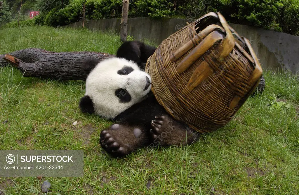 Giant Panda (Ailuropoda melanoleuca) young Panda playing with basket, at the China Conservation and Research Center for the Giant Panda, Wolong Nature Reserve, China