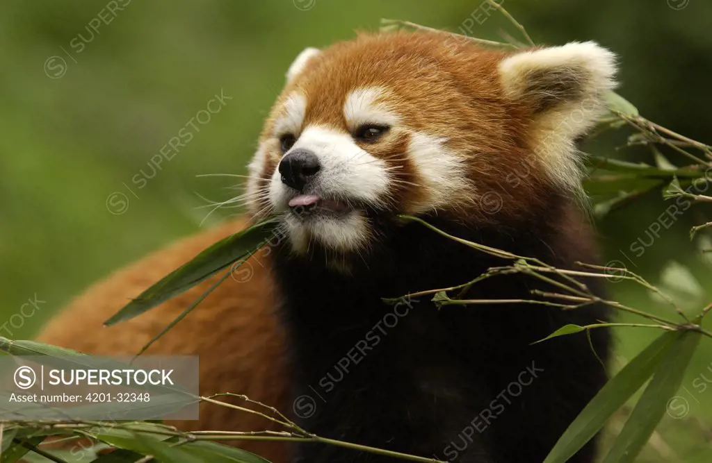 Lesser Panda (Ailurus fulgens) portrait at the China Conservation and Research Center for the Giant Panda, Wolong Nature Reserve, China