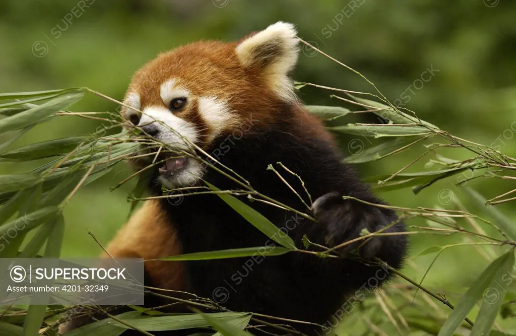 Lesser Panda (Ailurus fulgens) portrait among bamboo leaves at the China Conservation and Research Center for the Giant Panda, Wolong Nature Reserve, China