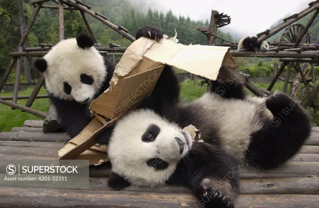 Giant Panda (Ailuropoda melanoleuca) pair of young Pandas playing with cardboard box at the China Conservation and Research Center for the Giant Panda, Wolong Nature Reserve, China