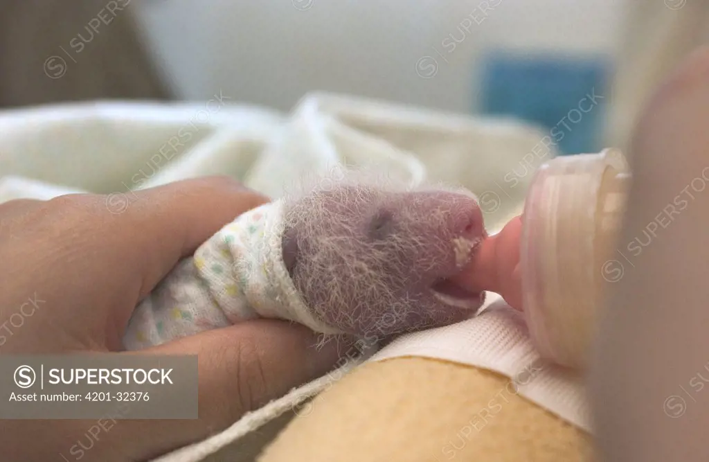 Giant Panda (Ailuropoda melanoleuca) seven day old infant being fed with a bottle at the China Conservation and Research Center for the Giant Panda, Wolong Nature Reserve, China