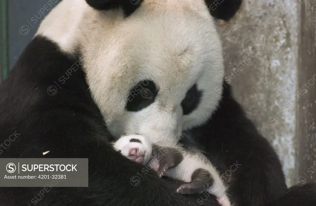 Giant Panda (Ailuropoda melanoleuca) mother and her cub at the China Conservation and Research Center for the Giant Panda, Wolong Nature Reserve, China