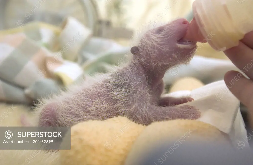 Giant Panda (Ailuropoda melanoleuca) eight day old infant being fed with a bottle at the China Conservation and Research Center for the Giant Panda, Wolong Nature Reserve, China