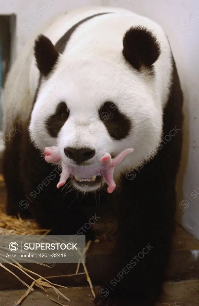 Giant Panda (Ailuropoda melanoleuca) Gongzhu carrying her 8 hour old cub gently in her mouth, China Conservation and Research Center for the Giant Panda, Wolong Nature Reserve, China