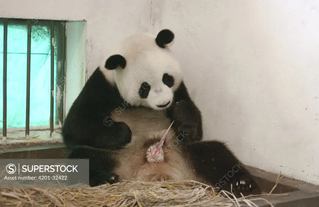 Giant Panda (Ailuropoda melanoleuca) Gongzhu licking her vulva and eating afterbirth after giving birth, common postpartum behavior, China Conservation and Research Center for the Giant Panda, Wolong Nature Reserve, China
