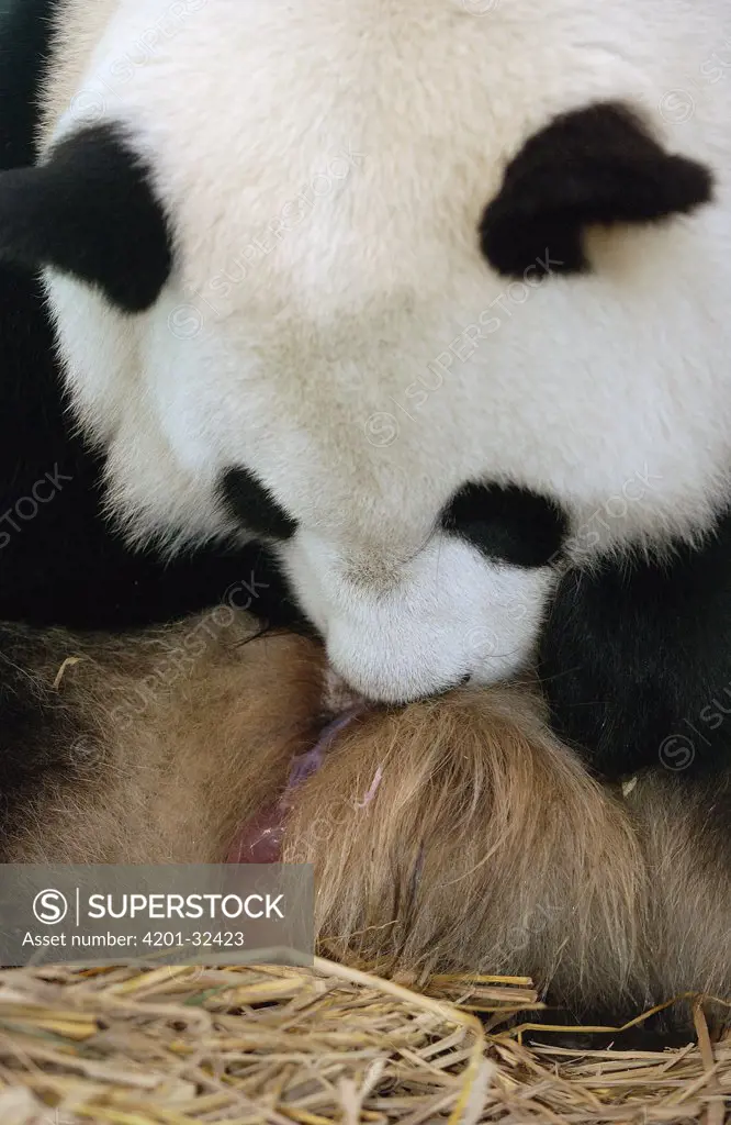 Giant Panda (Ailuropoda melanoleuca) Gongzhu licking her vulva and eating afterbirth after giving birth, common postpartum behavior, China Conservation and Research Center for the Giant Panda, Wolong Nature Reserve, China