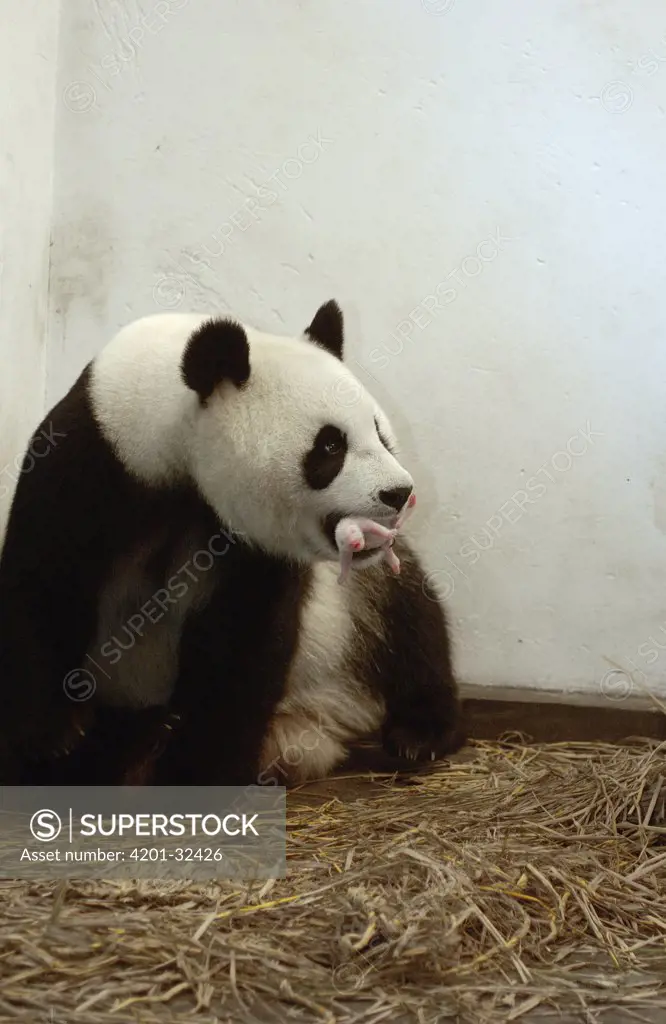 Giant Panda (Ailuropoda melanoleuca) Gongzhu holding her one day old cub gently in her mouth, China Conservation and Research Center for the Giant Panda, Wolong Nature Reserve, China