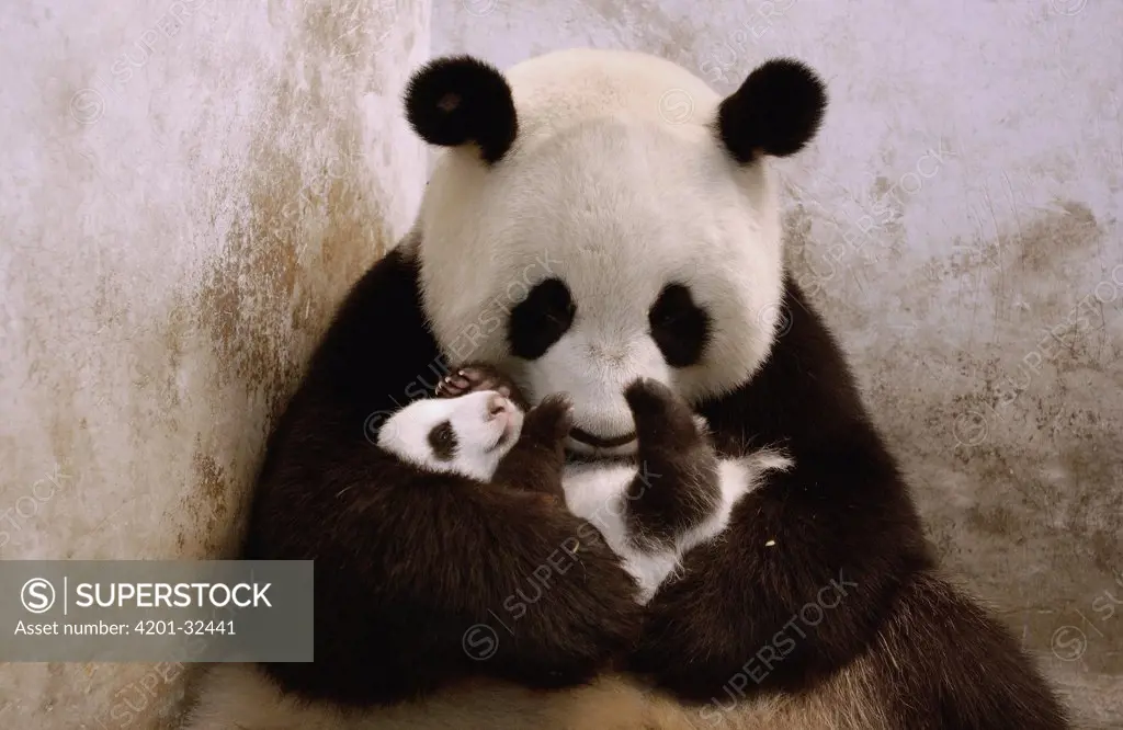 Giant Panda (Ailuropoda melanoleuca) Gongzhu is successfully re-introduced to one of her nine week old twin cubs which she initially rejected, China Conservation and Research Center for the Giant Panda, Wolong Nature Reserve, China