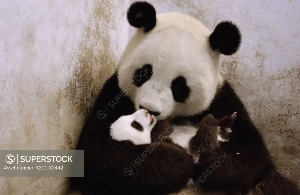 Giant Panda (Ailuropoda melanoleuca) Gongzhu is successfully re-introduced to one of her nine week old twin cubs which she initially rejected, China Conservation and Research Center for the Giant Panda, Wolong Nature Reserve, China