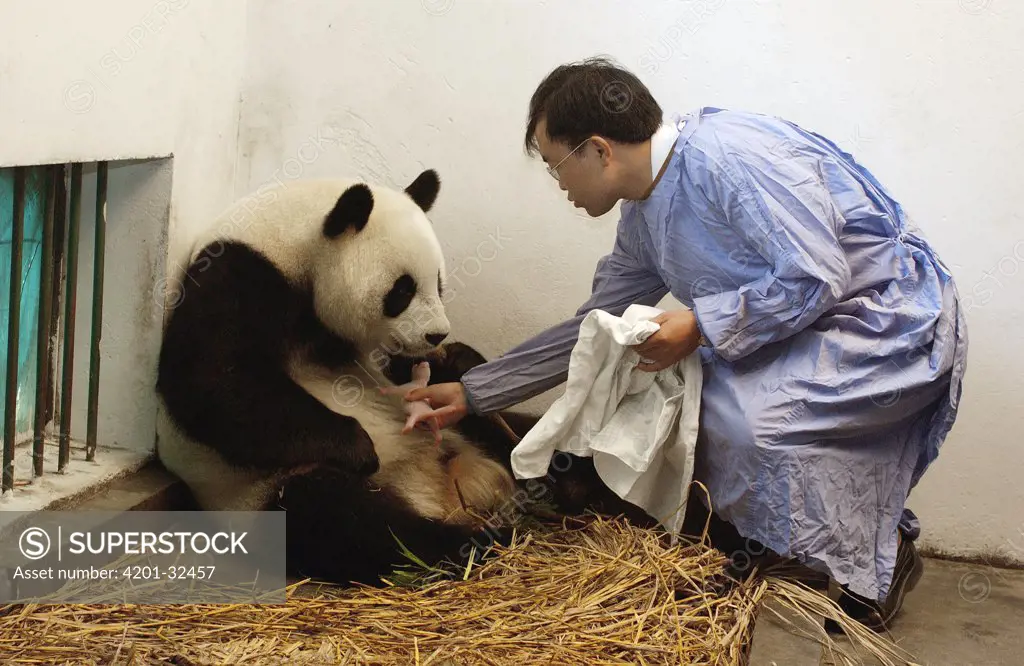Giant Panda (Ailuropoda melanoleuca) assistant director Wei Rong Ping returning Gongzhu's one day old cub after checking his general health, China Conservation and Research Center for the Giant Panda, Wolong Nature Reserve, China