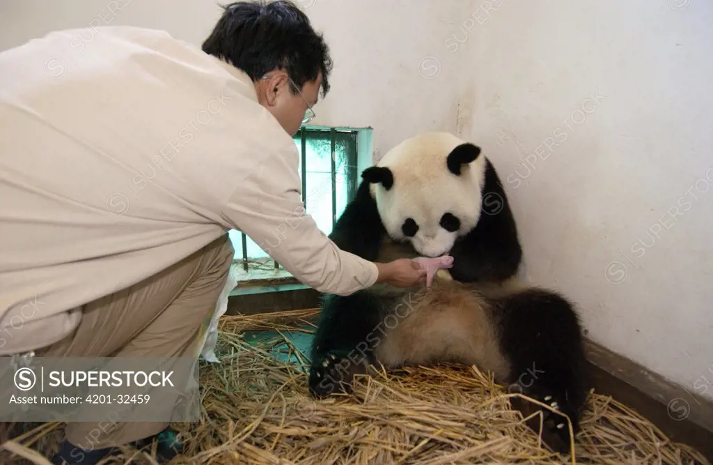 Giant Panda (Ailuropoda melanoleuca) assistant director Wei Rong Ping returning Gongzhu's two-hour-old cub after checking his general health, China Conservation and Research Center for the Giant Panda, Wolong Nature Reserve, China